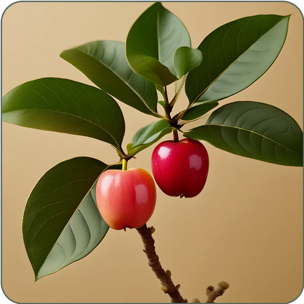 Acerola