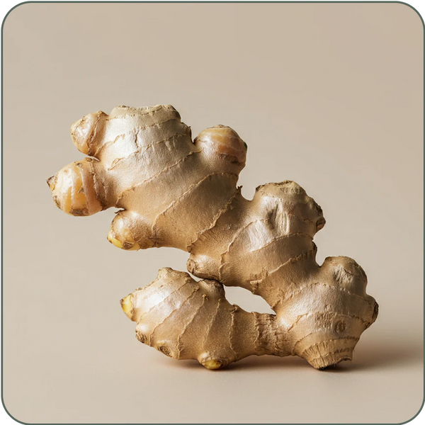 Ginger